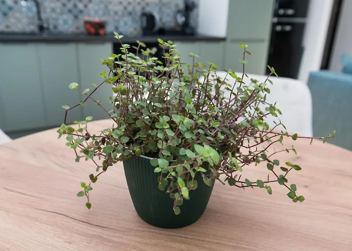 Jana Pawla Ii Apartmán